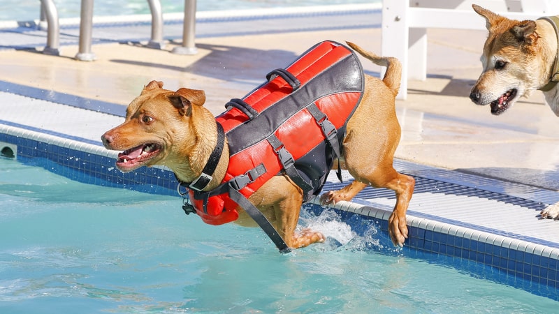 Dog wearing life vest jumping into swimming pool
