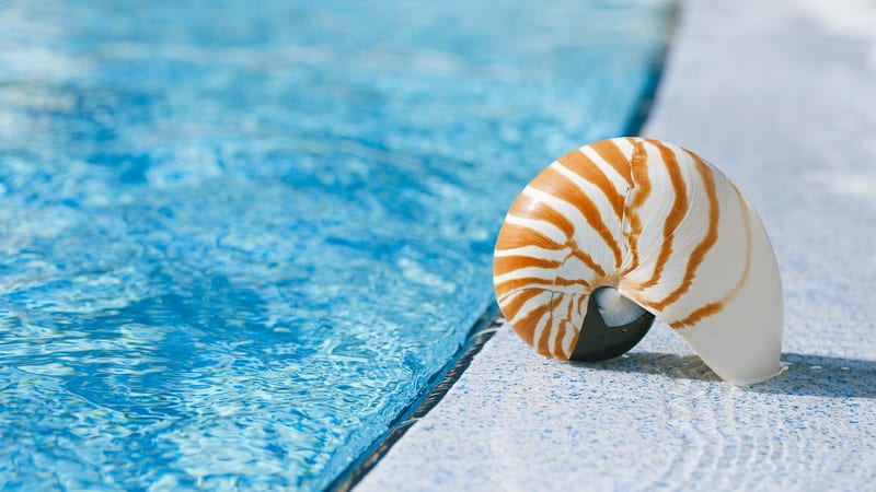 Sea shell at the edge of a zero entry pool