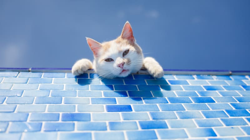 Tabby cat peering over the edge of an inground swimming pool