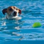 Jack Russell Terrier swimming after a tennis ball in a pool