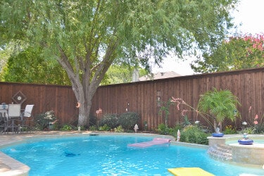 Backyard pool with a huge shade tree looming over it