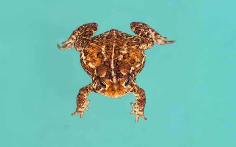 Toad swimming in an inground swimming pool