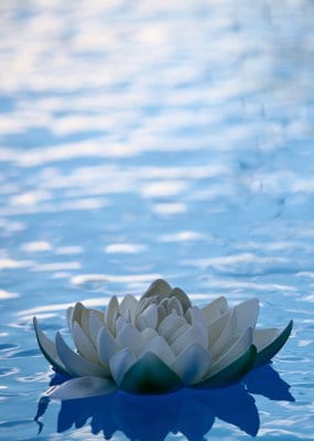 An artificial white lily floating on the surface of a swimming pool