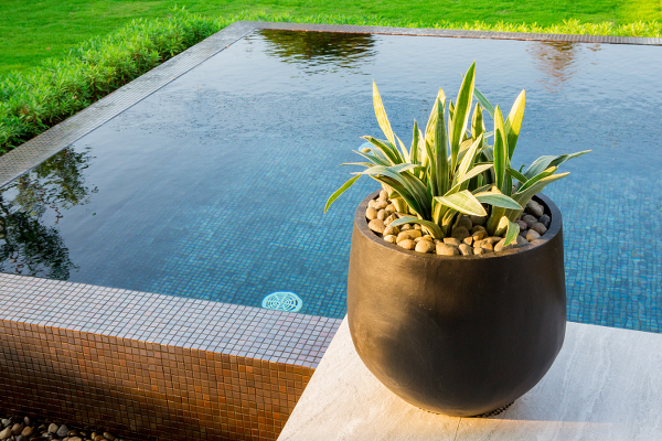 Lovely plant placed on the edge of a semi inground swimming pool